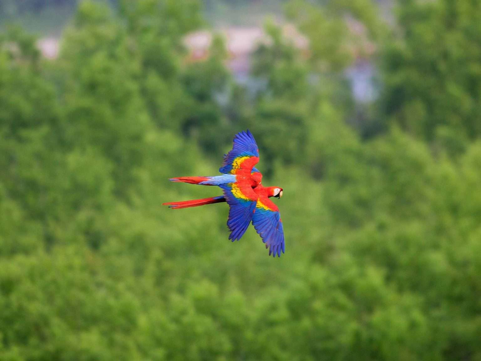 Red macaws (lapas rojas) perched in a tropical forest near luxury coastal homes in Costa Rica