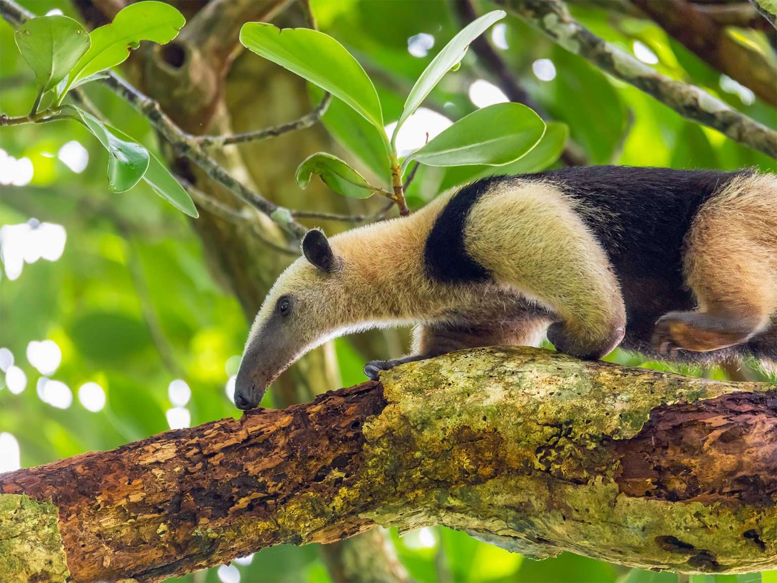 Anteater in the Costa Rican rainforest, walking along the forest floor.