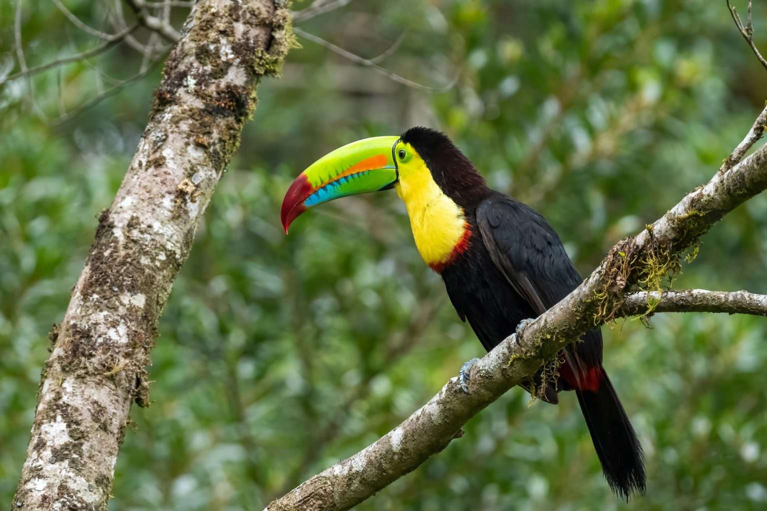 Adventurer exploring a lush Costa Rican jungle during a luxury travel experience.
