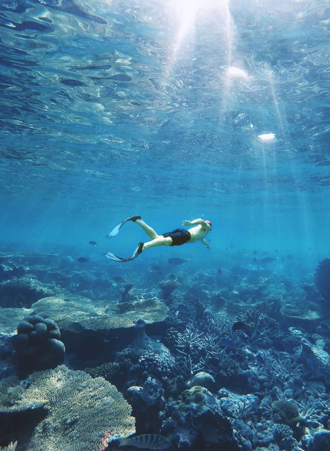 Snorkeling in crystal-clear waters off the coast of Costa Rica with tropical marine life