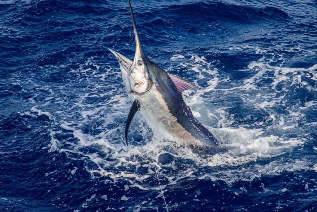 FAQ fishing in Playa Carrillo Guanacaste Costa Rica