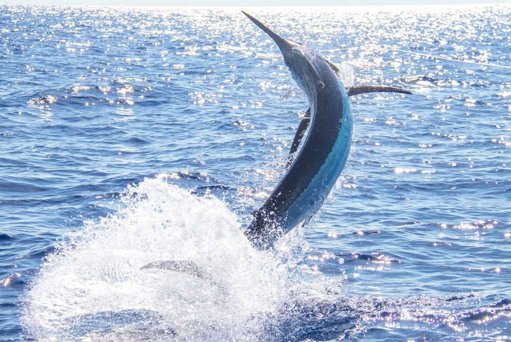 Guanacaste sport fishing species
