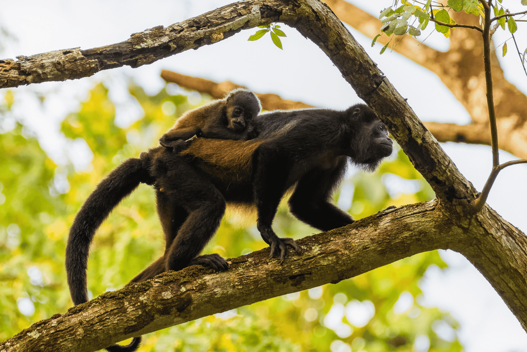 A curious howler monkey and it’s baby moving through the forest canopy near Playa Carrillo, Costa Rica