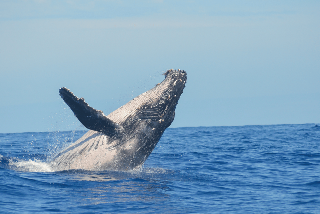 A humpback whale breaching off the Pacific coast near Playa Carrillo on Costa Rica's Nicoya Peninsula