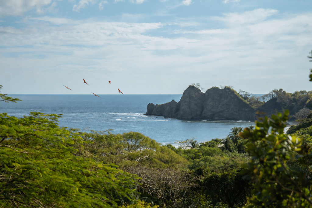 Sunlight filtering through the tropical dry forest canopy along the Nicoya Peninsula coast in Guanacaste, Costa Rica
