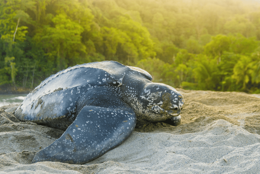 An olive ridley sea turtle returning to the sea after nesting at Camaronal Wildlife Refuge near Playa Carrillo, Costa Rica