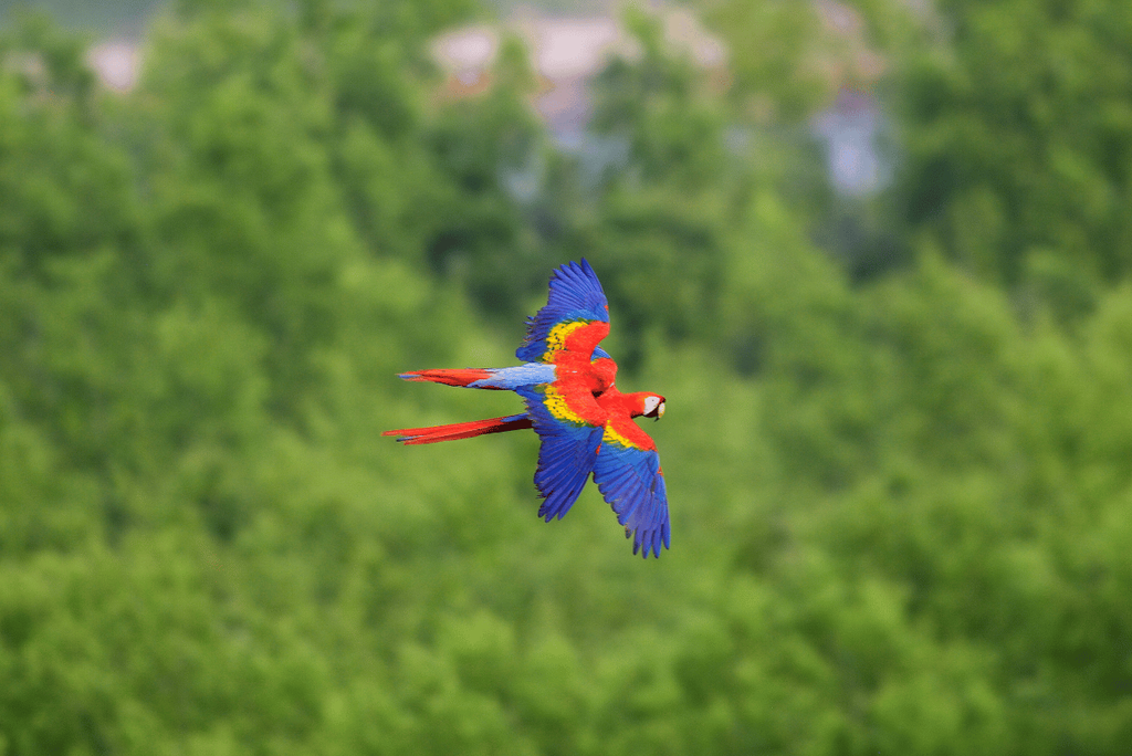 A pair of wild scarlet macaws in flight over the forest near Punta Islita on the Nicoya Peninsula, Costa Rica