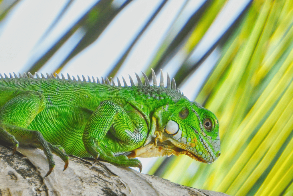 A shaded jungle trail winding through preserved forest above Playa Carrillo, ideal for wildlife watching, Costa Rica