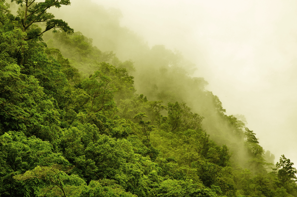 Lush green rainforest canopy wrapped in mist during Costa Rica's green season
